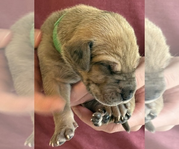 Medium Photo #36 Great Dane Puppy For Sale in GALLOWAY, OH, USA