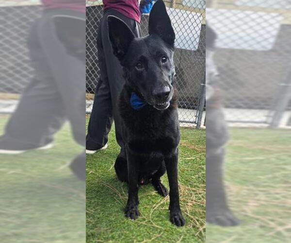 Medium Photo #2 German Shepherd Dog Puppy For Sale in Downey, CA, USA
