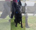 Small Photo #2 German Shepherd Dog Puppy For Sale in Downey, CA, USA