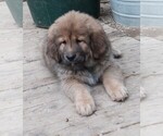 Small #2 Tibetan Mastiff