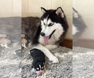 Mother of the Pomsky-Siberian Husky Mix puppies born on 07/22/2022