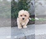 Small #6 Coton de Tulear-Poodle (Toy) Mix