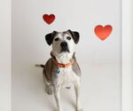 Small #4 American Pit Bull Terrier Mix
