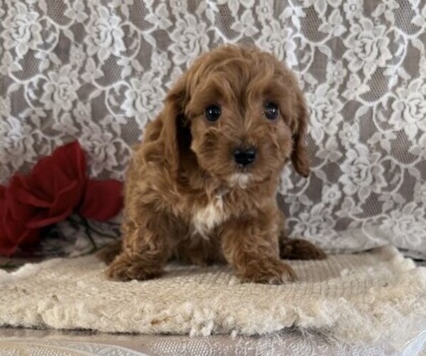 Medium Photo #2 Cavapoo (Miniature) Puppy For Sale in THORP, WI, USA