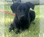Small Labrador Retriever Mix