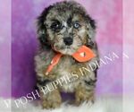 Puppy Levi Poodle (Miniature)