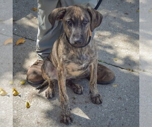 Wendy - Female German Shepherd Dog-Mountain Cur Mix Dog for Adoption - Photo #2