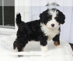 Small Photo #5 Goldendoodle Puppy For Sale in ITASCA, TX, USA