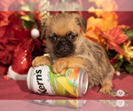 Small Photo #10 Brug Puppy For Sale in SAFFORD, AZ, USA