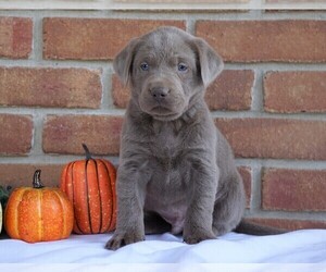 Labrador Retriever Puppy for sale in FREDERICKSBG, OH, USA