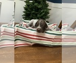 Puppy Puppy 6 German Shorthaired Pointer