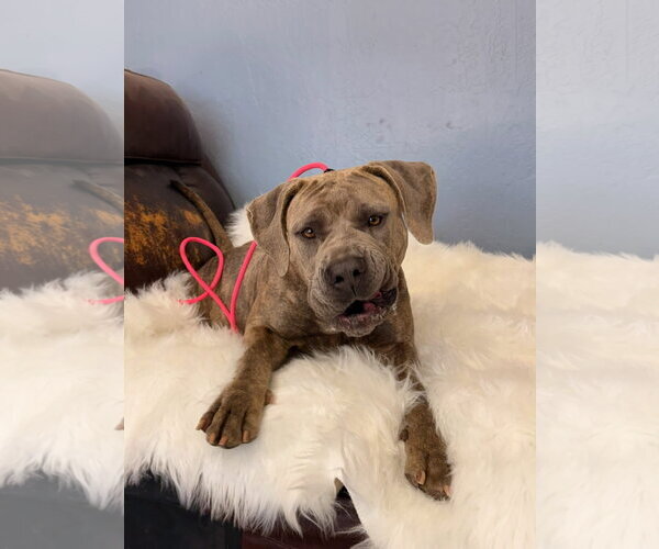 Medium Photo #2 Mutt Puppy For Sale in Goodyear, AZ, USA