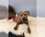 Small #1 Mutt