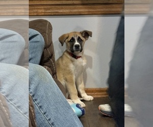 Alaskan Husky-Saint Bernard Mix Puppy for sale in OLIVET, MI, USA