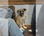 Small Alaskan Husky-Saint Bernard Mix