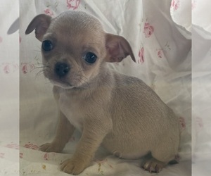 Chihuahua Puppy for sale in APPLETON, WI, USA