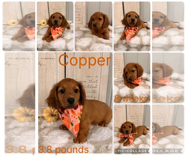 Medium Photo #1 Dachshund Puppy For Sale in NACOGDOCHES, TX, USA