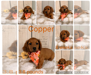 Dachshund Puppy for sale in NACOGDOCHES, TX, USA