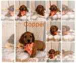 Image preview for Ad Listing. Nickname: Copper