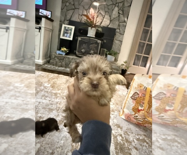 Medium Photo #1 Schnoodle (Miniature) Puppy For Sale in DINWIDDIE, VA, USA