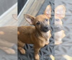 Small #4 Chihuahua Mix