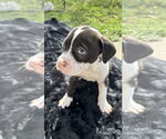 Small #8 American Pit Bull Terrier-Labrador Retriever Mix