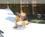 Small Photo #3 French Bulldog Puppy For Sale in HOLLYWOOD, FL, USA