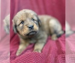 Puppy Boy 2 Tibetan Mastiff