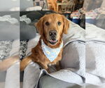 Small #9 Golden Retriever Mix