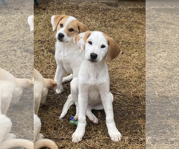 Medium Photo #7 Labrenees Puppy For Sale in Alexander, AR, USA