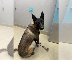 Mutt Dogs for adoption in Las Vegas, NV, USA