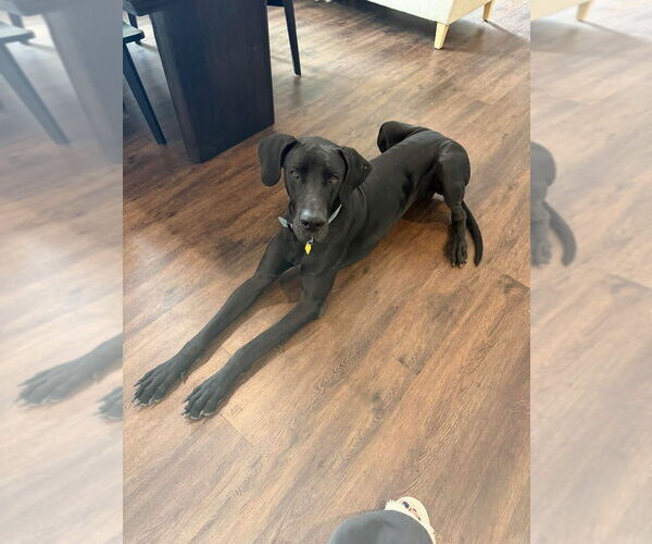 Medium Photo #4 Great Dane-Unknown Mix Puppy For Sale in Bullard, TX, USA