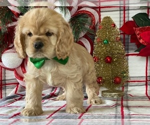 English Cocker Spaniel Puppy for sale in LANCASTER, PA, USA