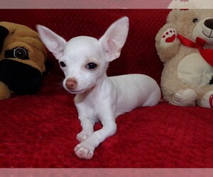 Chihuahua Puppy for sale in PORT RICHEY, FL, USA
