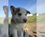 Small Photo #13 Siberian Husky Puppy For Sale in IOWA, LA, USA