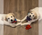 Small #2 Great Pyrenees