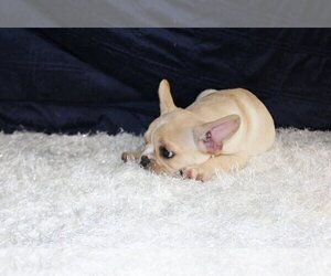 French Bulldog Puppy for sale in CORAL SPRINGS, FL, USA