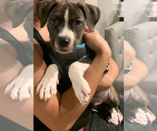 Medium Photo #2 Mutt Puppy For Sale in Sanford, FL, USA