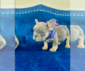 English Bulldog Puppy for sale in CHICAGO, IL, USA