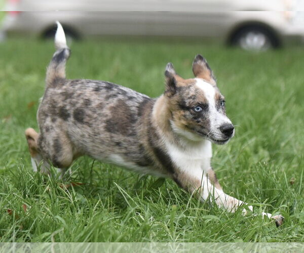Medium Photo #2 Mutt Puppy For Sale in Mechanicsburg, PA, USA