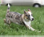 Small #1 Mutt