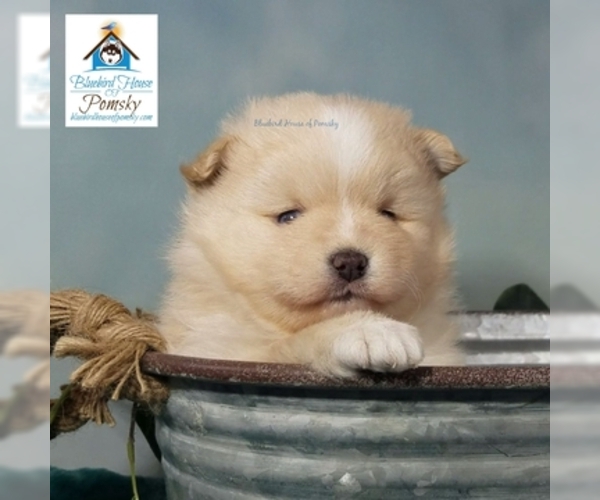 Medium Photo #6 Pomsky Puppy For Sale in RAMSEY, MN, USA