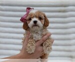Small #4 Cavapoo (Miniature)