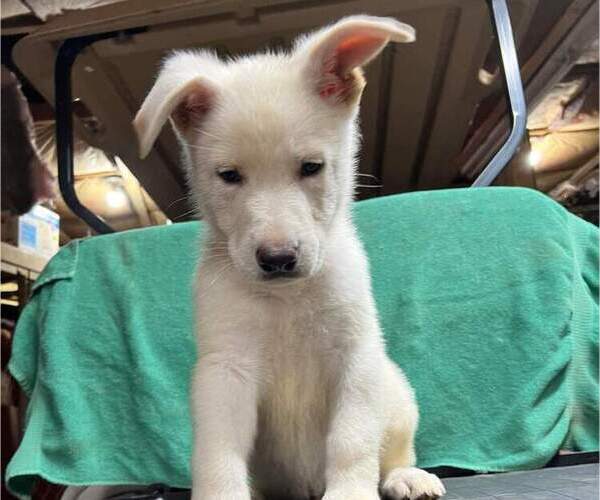 Medium Photo #9 German Shepherd Dog Puppy For Sale in SODUS, NY, USA