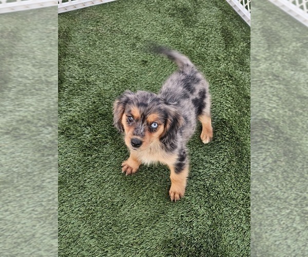 Medium Photo #11 Cavalier King Charles Spaniel-Miniature Australian Shepherd Mix Puppy For Sale in POMONA, CA, USA