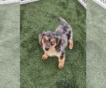 Small #1 Cavalier King Charles Spaniel-Miniature Australian Shepherd Mix