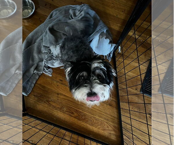 Medium Photo #3 Maltese-Unknown Mix Puppy For Sale in Grafton, WI, USA