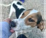 Small #1 Mutt