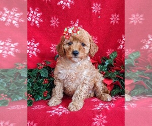 Goldendoodle (Miniature) Puppy for sale in NOTTINGHAM, PA, USA