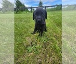 Puppy 6 Labrador Retriever